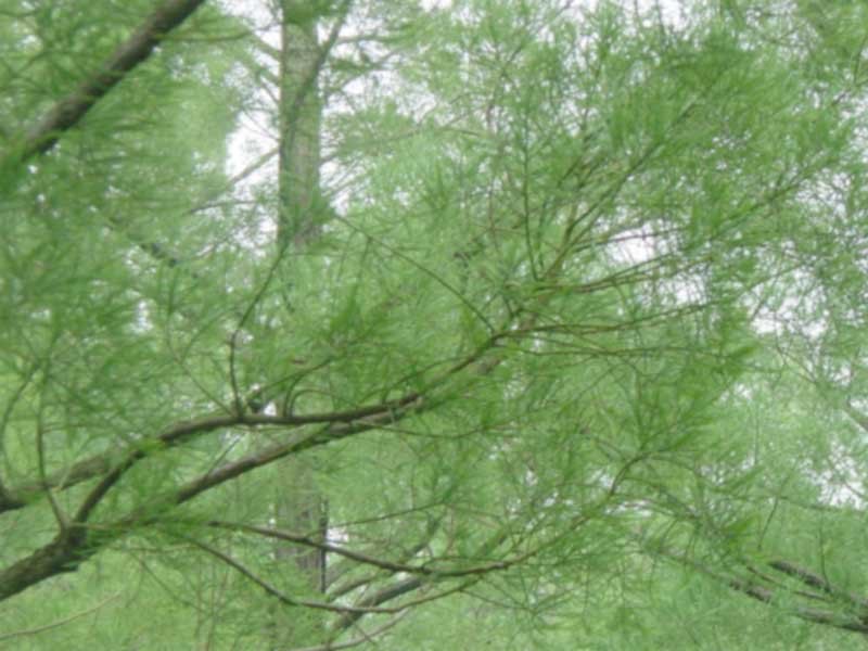 樹冠を見上げた写真。細い枝葉が空に広がっている。